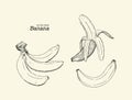 Set of banana, hand draw sketch vector. Royalty Free Stock Photo