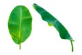 Set of banana leafs on white isolated background Royalty Free Stock Photo