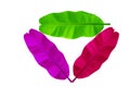 Set banana leaves three color