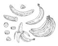 Set with banana. Whole, half, pieces peeled and unpeeled fruits. Vintage vector engraving Royalty Free Stock Photo