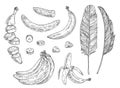 Set with banana. Whole, half, pieces peeled and unpeeled fruits. Vintage vector engraving Royalty Free Stock Photo