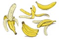 Set of bananas color hand drawn sketch vector Royalty Free Stock Photo