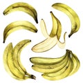 Set of bananas drawn on paper. Summer fruit pattern. Exotic plants. Cute hand-drawn postcard