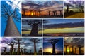 Collage of baobab trees, Baobabs forest - Baobab alley, Morondava, Madagascar.