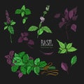 Set of basil plant, green and purple. Colorful hand drawn collection. Vector illustration on black background.