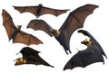 A group of bats flying white background