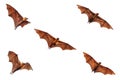 Set of Bats flying isolated on white background. `Lyle`s flying fox` Royalty Free Stock Photo