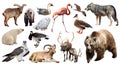 Set of bear and other european animals