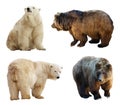 Set of bears. Isolated over white Royalty Free Stock Photo