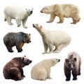 Set of bears over white Royalty Free Stock Photo