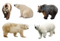 Set of bears over white background Royalty Free Stock Photo
