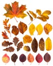 Set of beautiful autumn leaves