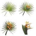 Set with Bird of Paradise tropical flowers and green leaves on white background Royalty Free Stock Photo