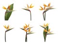 Set with beautiful Bird of Paradise tropical flowers on background Royalty Free Stock Photo