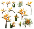 Set with Bird of Paradise tropical flowers on white background Royalty Free Stock Photo