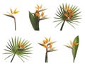 Set with beautiful Bird of Paradise tropical flowers on background Royalty Free Stock Photo