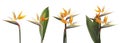 Set with beautiful Bird of Paradise tropical flowers on background. Banner design Royalty Free Stock Photo