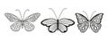 Set of beautiful black and white drawing butterflies on a white background isolated. Graceful insects with beautiful speckled Royalty Free Stock Photo