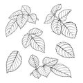 Set of beautiful black and white rose leaves isolated on white. Royalty Free Stock Photo