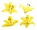 Set of beautiful blooming yellow lilies on background Royalty Free Stock Photo