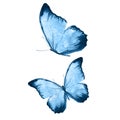 a set of beautiful blue butterflies isolated on a white background. tropical moths. flying insects for design Royalty Free Stock Photo
