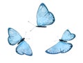 a set of beautiful blue butterflies isolated on a white background. tropical moths. flying insects for design Royalty Free Stock Photo