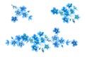 Set of beautiful blue forget-me-not flowers. Delicate floral branches and leaves isolated on white background. Hand drawn Royalty Free Stock Photo