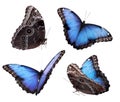 Set of beautiful blue morpho butterflies on white background Royalty Free Stock Photo