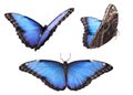 Set of beautiful blue morpho butterflies on white background Royalty Free Stock Photo