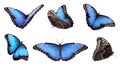 Set of beautiful blue morpho butterflies on white background. Banner design Royalty Free Stock Photo