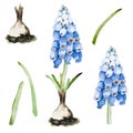 Set of beautiful blue muscari flowers, leaves and bulbs isolated on white background. Hand drawn watercolor