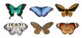 Set of beautiful butterflies on background Royalty Free Stock Photo