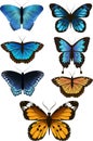 A set of beautiful butterflies, vector