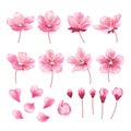 Set of beautiful cherry tree flowers isolated on transparent background. Collection of pink sakura or apple blossom Royalty Free Stock Photo