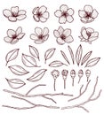 Set of beautiful cherry tree flowers isolated on wite background. Collection of hand drawn sakura or apple blossom