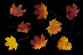 Set of beautiful colorful autumn leaves isolated on black background closeup. Top view. Copy space Royalty Free Stock Photo
