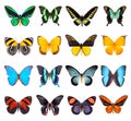 Set of beautiful and colorful butterflies Royalty Free Stock Photo