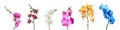 Set of beautiful colorful orchid phalaenopsis flowers on white