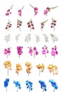 Set of beautiful colorful orchid phalaenopsis flowers Royalty Free Stock Photo