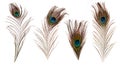 Set Of Beautiful And Colorful Peacock Feathers