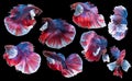 Set of beautiful eight betta fish, Collection movement of blue red Betta, Siamese fighting fish, Halfmoon betta Rosetail,