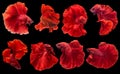 Set of beautiful eight betta fish, Collection movement of red Betta, Siamese fighting fish, Halfmoon betta Rosetail, Rhythmic