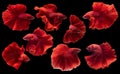 Set of beautiful eight betta fish, Collection movement of red Betta, Siamese fighting fish, Halfmoon betta Rosetail, Rhythmic