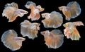 Set of beautiful eight betta fish, Collection movement of yellow Betta, Siamese fighting fish, Halfmoon betta Rosetail,