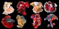 Set of beautiful eight betta fish, Collection in varies movement of multi color Siamese fighting fish, Halfmoon betta Rosetail,