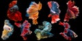 Set of beautiful eight betta fish, Collection in varies movement of multi color Siamese fighting fish, Halfmoon betta Rosetail,