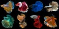 Set of beautiful eight betta fish, Collection in varies movement of multi color Siamese fighting fish, Halfmoon betta Rosetail,