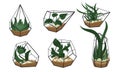 A set of beautiful florarium in cartoon style. Vector illustration of a glass florarium of various geometric shapes with Royalty Free Stock Photo