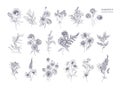 Set of beautiful floristic flowers, flowering plants and wild herbs hand drawn with black contour lines on white Royalty Free Stock Photo