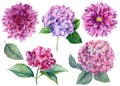 Set of beautiful flowers, dahlias, hydrangeas on white background, watercolor botanical illustration, hand drawing Royalty Free Stock Photo